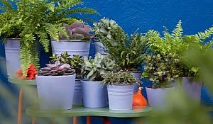 Nadrealna botanička paleta